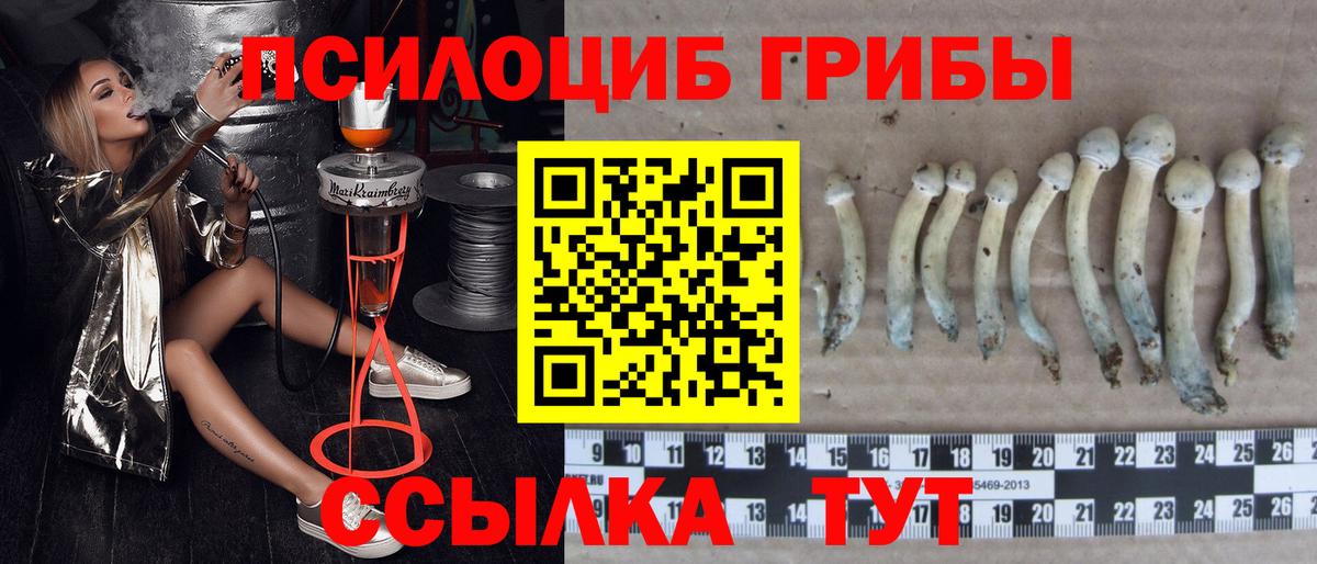 Псилоцибиновые грибы Cubensis Янаул